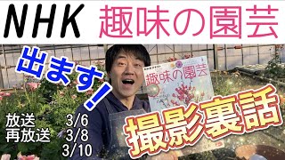 NHK趣味の園芸に出ます！【ラナンキュラス】【ラックス】【ガーデニング】【園芸のぶチャンネル】