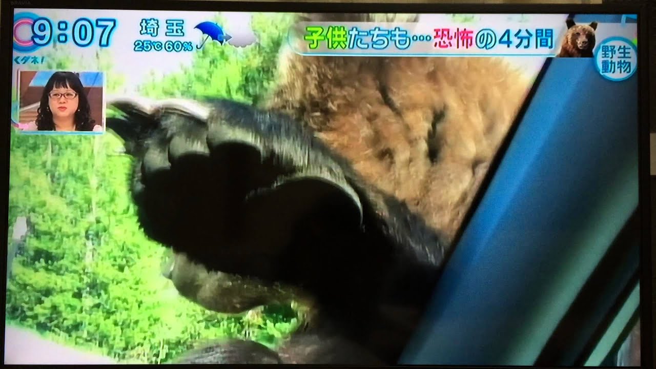 Tokudane grizzly bear
