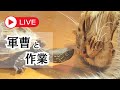 【初見さん大歓迎】軍曹の水槽を見ながら作業したり雑談したり