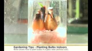 Express Garden Tip - Planting Bulbs in a Glass Vase (29 April 2014)