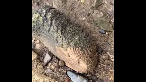 Ohio Fossil hunting in Darby Creek