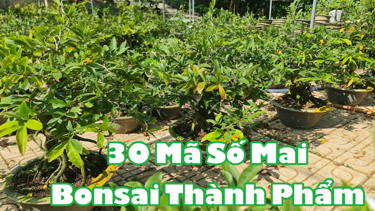 Ngày 02/03. 30 Mã Số Mai Thành Phẩm, Mai Vàng, Kem, Trắng...☎Út 0353777111