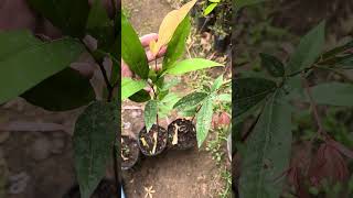 Cây giống Lá lụa | 0386569374 - Ngọc Ngân Bến Tre | Chuyên cây độc lạ