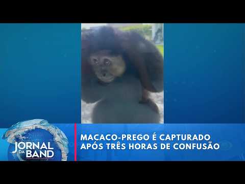 Capuchin monkey drinks alcohol and eats medicine after escaping in Salvador | Jornal da Band