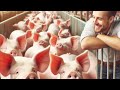 Nutrição para seus suínos crescer rápido e com saúde #suinocultura #porco #suinos