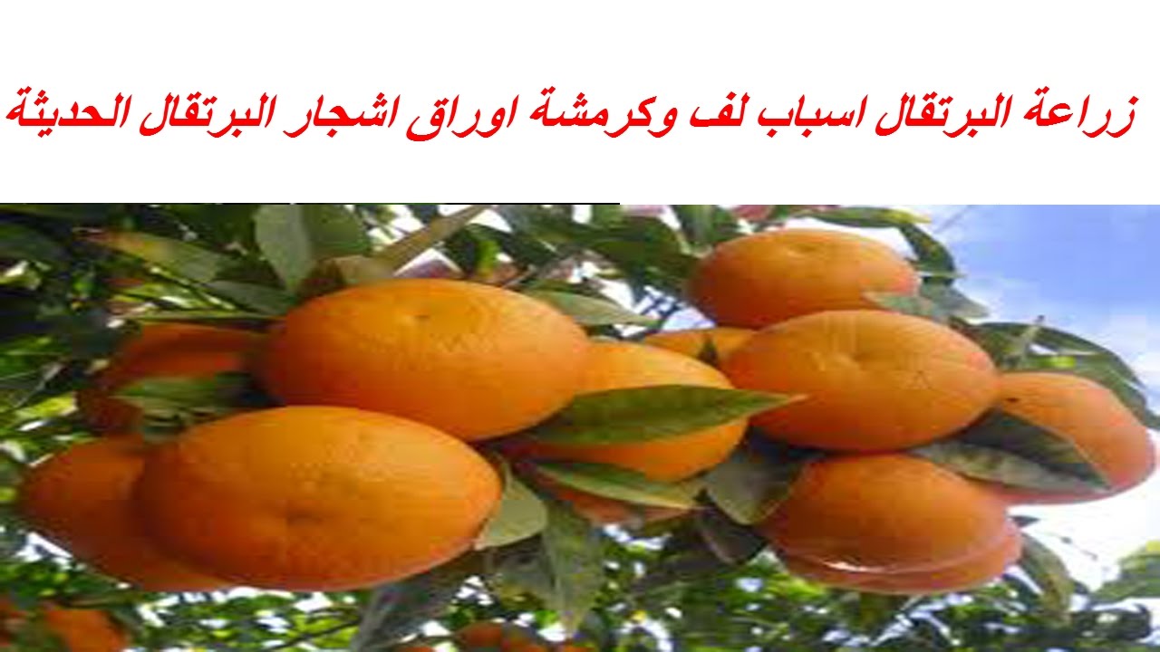 زراعة البرتقال اسباب لف وكرمشة اوراق اشجار البرتقال الحديثة وطرق