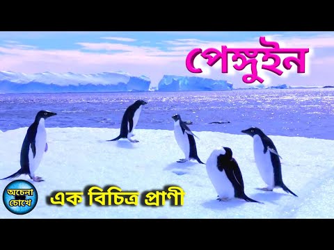 ভিডিও: পেঙ্গুইনরা কি দাঁড়িয়ে ঘুমায়?