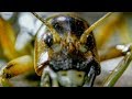 Weirdest Creepy Crawly Moments | Top 5 | BBC Earth