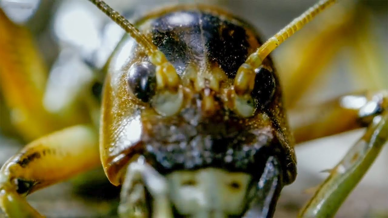 Weirdest Creepy Crawly Moments | Top 5 | BBC Earth