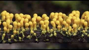 Brains? Who Needs Them? Introducing The Wild World of Decentralized Intelligence