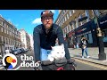 Deaf cat loves riding around london with her dad  the dodo cat crazy