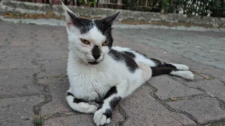 Video 10219561: tabby cat persian, stray cat, cat meowing, white mother cat, cat black white, cute white cat, cat food, adorable cats, kitty