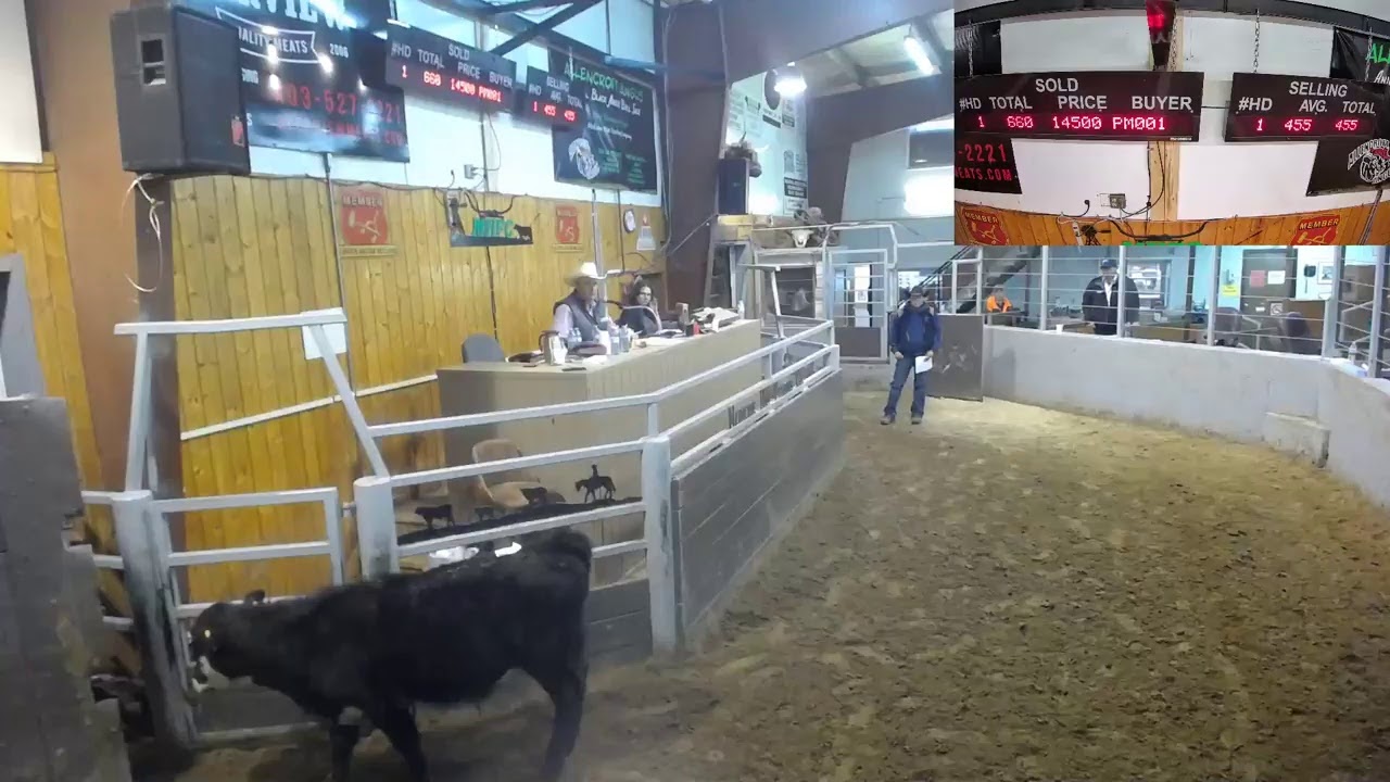 Medicine Hat Feeding Company Live Stream YouTube