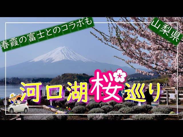 河口湖桜巡り】満開の桜が春霞の富士を背に神秘的で美しく