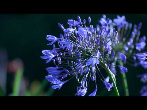 Violet flowers