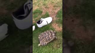 This turtle 🐢 is racist 😂#turtle #shorts #reels