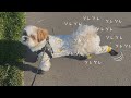 【シーズー】勝手に開花宣言＆春のケリケリまつり開催中〜🌸【犬Vlog】