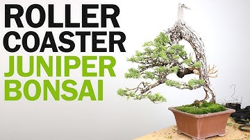 Roller Coaster San Jose Juniper Bonsai (Tree #2)