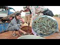 Buy fresh shrimp from the port for crispy recipe - Yummy crispy shrimp eating - Yummy shrimp eating