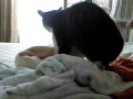 この綿毛布サイコー！