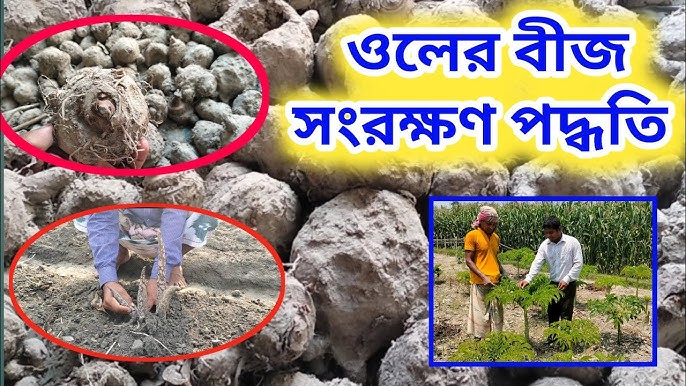 Tailand porno suratga olingan Pornografik badiiy fotografiya durdonalari