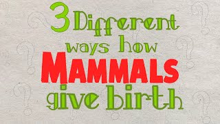3 Ways in which Mammals give birth