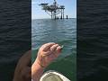 I Used THIS Crab to Catch My Dinner around this Oil Rig!!