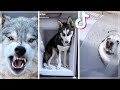 Husky Compilation ~ Cutest And Funniest Huskies of TikTok!