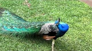Make Peacock spread his feather