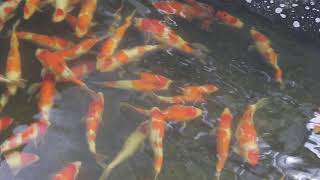 鯉池苑 20201103 1 20