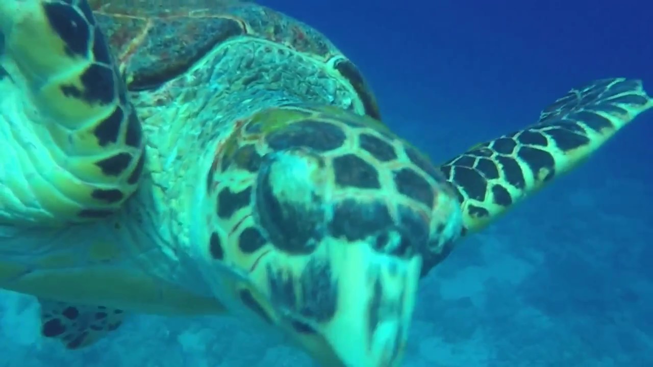 tauchen münchen Kleine Schildkröte sucht Freunde