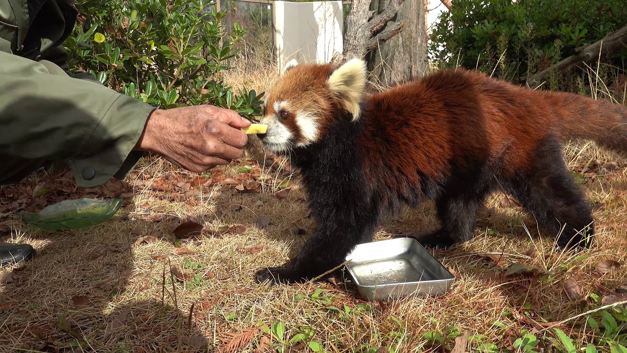 Koto of Red Panda is cute. レッサーパンダのコトはカワイイです