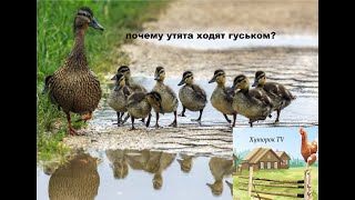 Почему утята ходят гуськом?