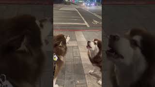 Dogs howl along to the sound of the ambulance 😂 #dogs #malamute #dogshorts