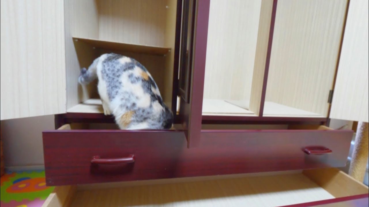 可愛い画像 Calico Cat Sister plays at a wardrobe tower