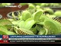 Plantas carnívoras y pasión dan éxito a agrónomo peruano: El caso de Piero Huari