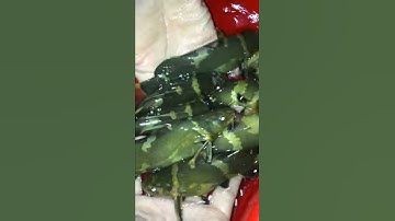 Câu cá chốt bò[Suối Ngô]