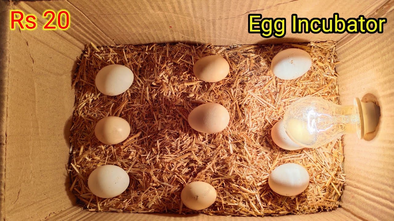 How To Make an Egg Incubator at Home Cardboard Box Egg Incubator