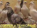 Анонс! Ночные посадки голубей в Ленкоране!