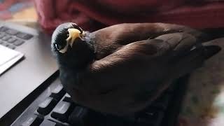 Angry Myna Bird| Bird Video | Common Myna Bird