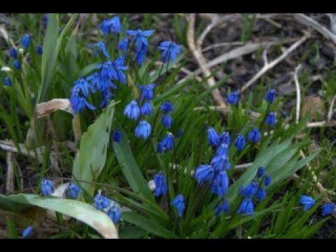 Video: Scibiřská Scilla: popis, výsadba, péče, fotografie