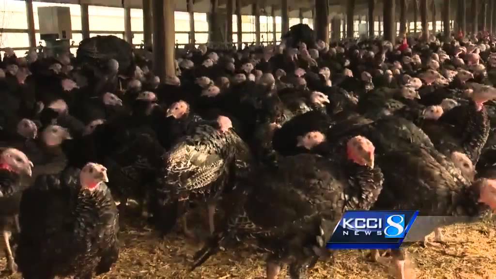 Bird flu hitting Iowa to impact egg prices and more YouTube