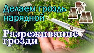 картинка: 🍇 Разреживание гроздей винограда  на примере сорта Алёшенькин