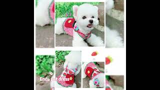 Cute Pet Spring Outfits: Melamine Sponge & Magic Eraser Tips screenshot 3