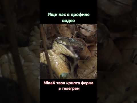 Кобра кобру кушает #nationalgeographic #животные #snake #shorts #top #top10 #вмиреживотных #кино