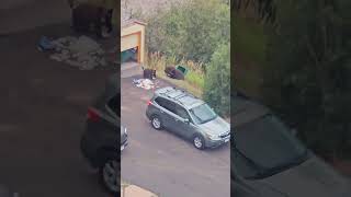 Mama Bear and Her Cubs Scavenging a Trash Container