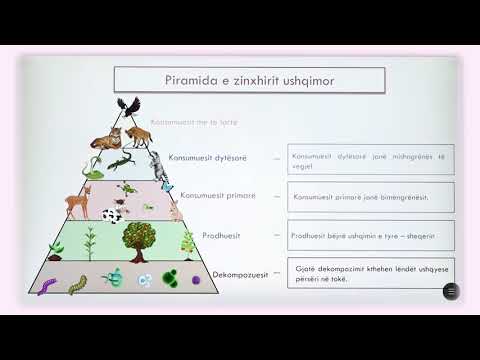 Video: Si rrjedh energjia në një ekosistem?