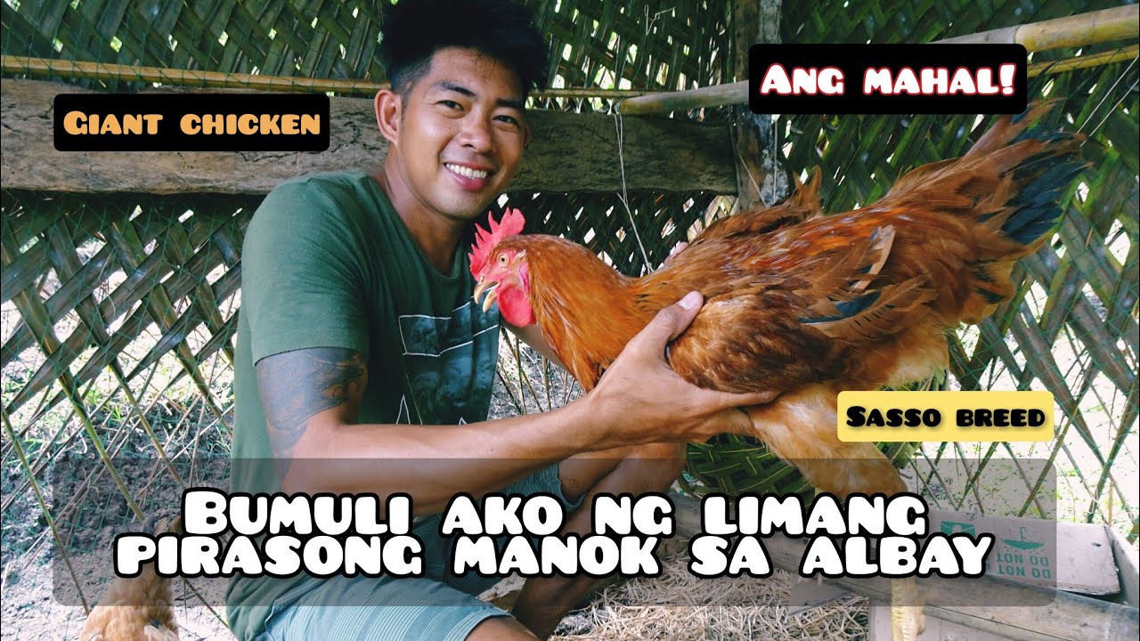 BUMILI AKO NG LIMANG PIRASONG SASSO |MANOK | FREE RANGE CHICKEN
