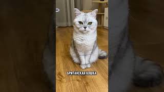 Топ самых линяющих пород кошек #кот #коты #shorts