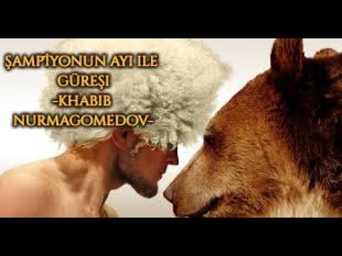 Khabib Nurmagomedov'un ayı ile yapmış olduğu güreş
